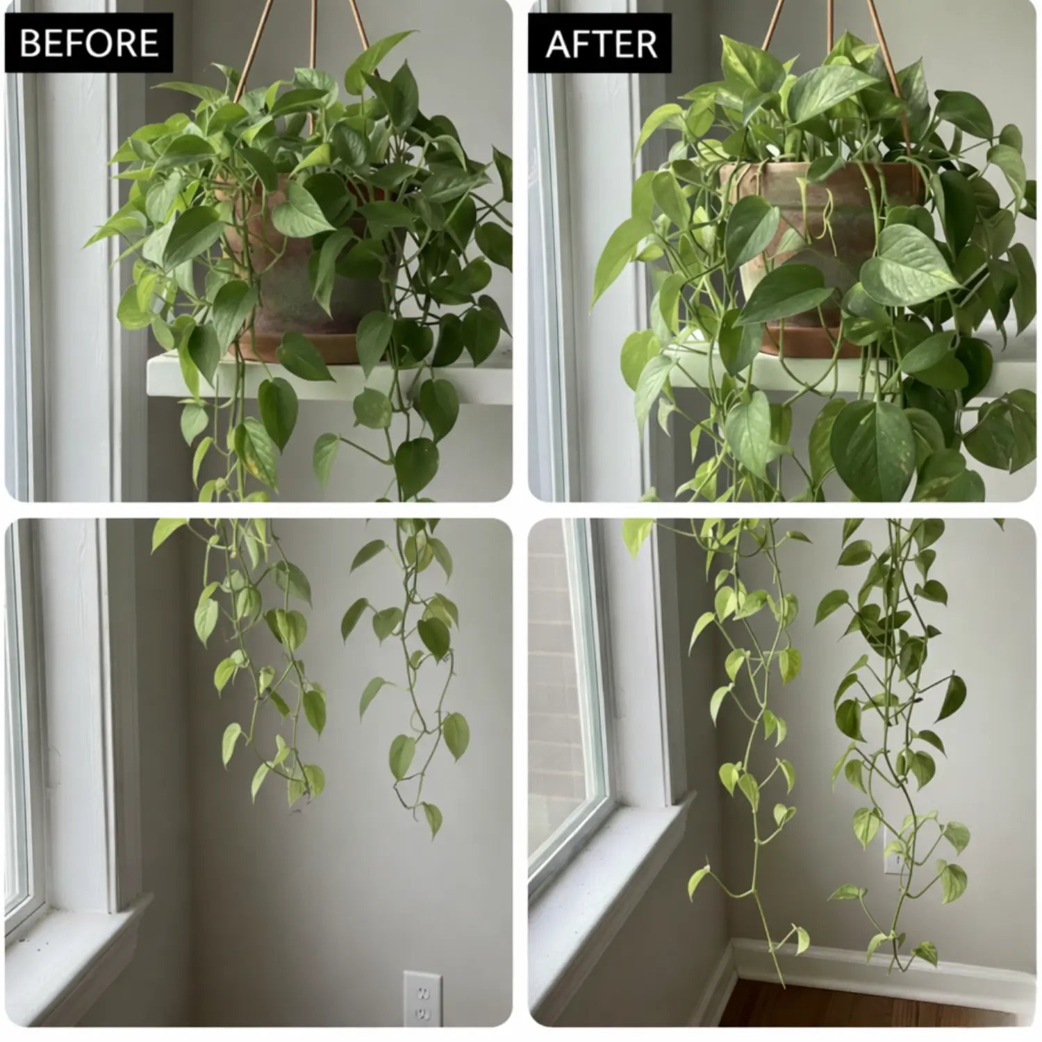 natural house plant food BloomaCare® Natural Houseplant Food